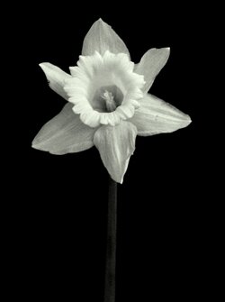 $wallpaper b&w flower.jpg