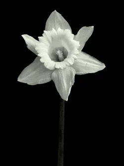 $wallpaper b&w flower.webp