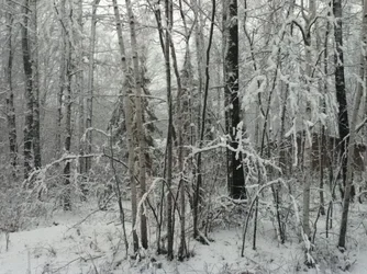 $2011 1st Snow 009.webp $2011 1st Snow 009.webp