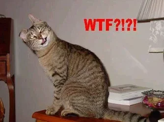 $wtf-cat.webp