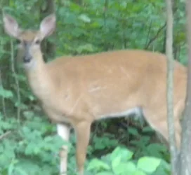 $Deer2.webp