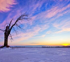 $02132_lonelyoldtreesunset_2560x1440.jpg