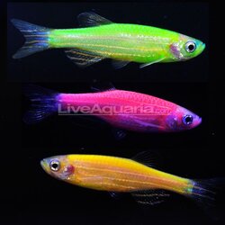 $glofish-zebra-danio.jpg