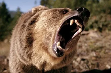 $bears-2.webp