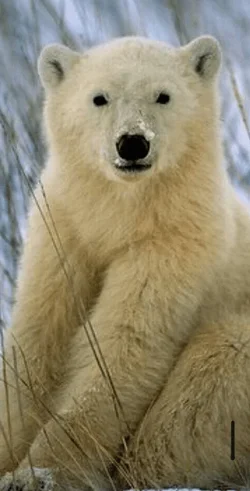 $ForumRunner_20130316_010430.webp