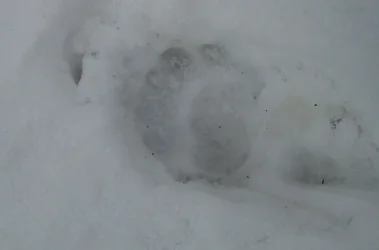 $bear paw cropped.webp $bear paw cropped.webp