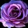 purpleroses