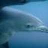 tursiops