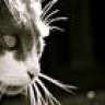 cats69