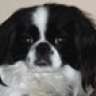 dog_rescuer