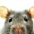 wwwebmaus